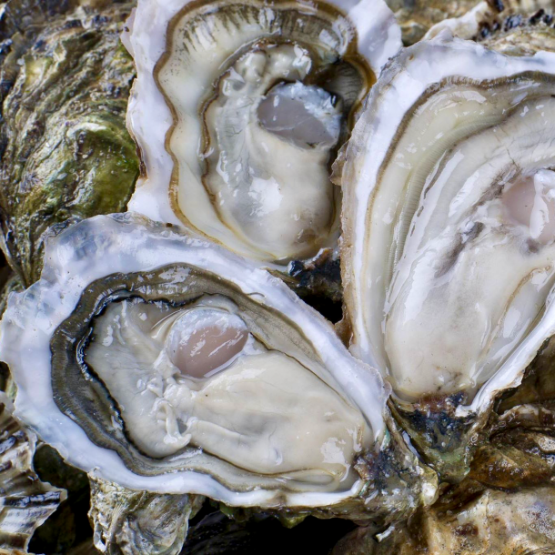 Huitres - Ile de Ré - Fines de Claire Naturel n°3 - Bourriche - 24 pièces 1
