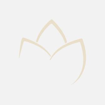 Domaine des Jumeaux - La pierre aux fées - Pinot Noir - 2021 - 75 cl